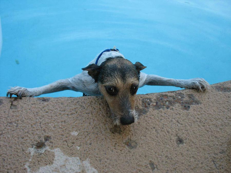 Dog drowning in swimming pool