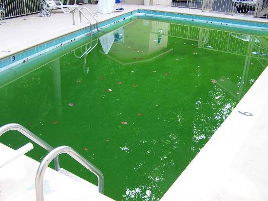 A dirty swimming pool.
