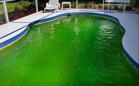 Algae in pool